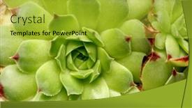  Presentation with green nature - Presentation theme featuring green-succulent-plant-nature-background background and a yellow colored foreground