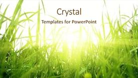  Presentation with summer sun - Theme consisting of green summer grass and sun background and a cream colored foreground