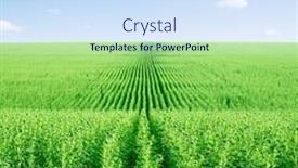  Presentation with sunflower - Slide deck having green sunflower field and blue sky with white clouds background and a sky blue colored foreground