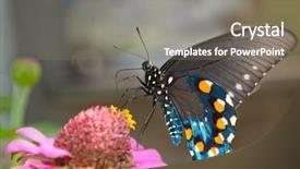  Presentation with pink green - PPT theme enhanced with green swallowtail butterfly on pink background and a gray colored foreground