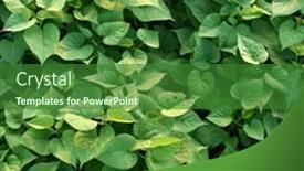  Presentation with sweet potato - Presentation design with green-sweet-potato-leaves background and a forest green colored foreground