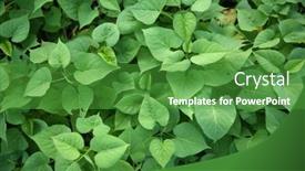  Presentation with sweet potato - Slide set having green-sweet-potato-leaves background and a shamrock green colored foreground