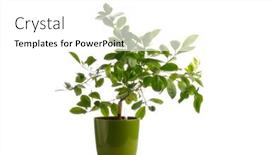  Presentation with green tree - Colorful slides enhanced with green-tangerine-tree-in-self backdrop and a white colored foreground