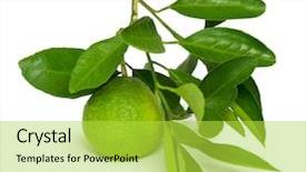  Presentation with chemistry leaves green leaf - Slide deck consisting of green tangerines with leaves isolated background and a yellow colored foreground