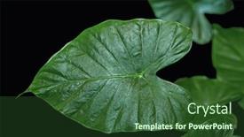  Presentation with green leaves - Presentation theme having green taro leaves isolated on black background background and a forest green colored foreground