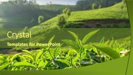  Presentation with tea leaves - Beautiful PPT layouts featuring green-tea-bud-and-fresh backdrop and a tawny brown colored foreground