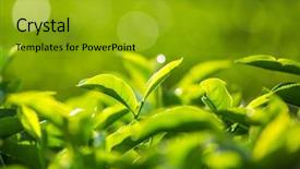  Presentation with bud - Slide set with green tea bud and fresh background and a gold colored foreground