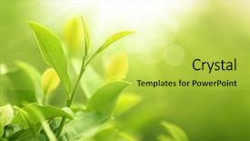 Presentation with bud - Beautiful PPT theme featuring green tea bud and leaves backdrop and a yellow colored foreground