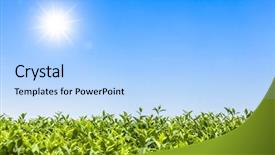  Presentation with bud - Audience pleasing slide deck consisting of green tea bud and leaves backdrop and a light blue colored foreground