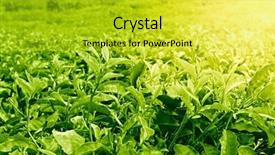  Presentation with bud - Colorful PPT layouts enhanced with green tea bud and leaves backdrop and a yellow colored foreground