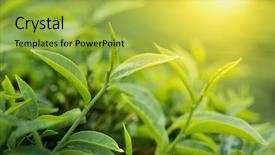  Presentation with tea leaves - Slides consisting of green tea bud and leaves background and a yellow colored foreground