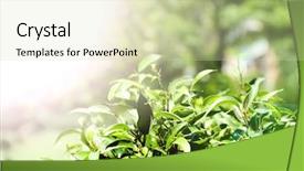  Presentation with tea plant - Amazing PPT theme having green tea bush with fresh backdrop and a soft green colored foreground