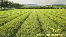  Presentation with green tea - Cool new slides with green tea farm at countryside backdrop and a tawny brown colored foreground