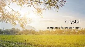  Presentation with green tea and milk - Presentation theme having green tea farm at countryside background and a lemonade colored foreground