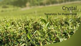  Presentation with green tea and milk - Colorful theme enhanced with green tea farm at countryside backdrop and a gold colored foreground