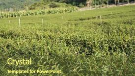  Presentation with green tea and milk - PPT theme having green tea farm at countryside background and a tawny brown colored foreground