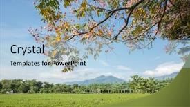  Presentation with green tea and milk - Slide deck consisting of green tea farm at countryside background and a light blue colored foreground