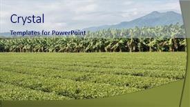  Presentation with green tea and milk - PPT layouts with green tea farm at countryside background and a sky blue colored foreground