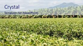  Presentation with green tea and milk - Beautiful PPT layouts featuring green tea farm at countryside backdrop and a  colored foreground