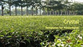  Presentation with green tea and milk - Theme featuring green tea farm at countryside background and a  colored foreground