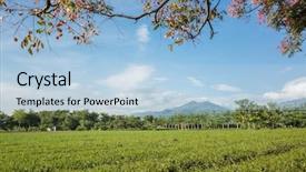  Presentation with green tea - Cool new slides with green tea farm at countryside backdrop and a light blue colored foreground