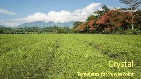  Presentation with green tea - Theme enhanced with green tea farm at countryside background and a tawny brown colored foreground