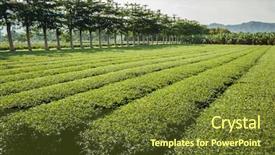  Presentation with green tea - Amazing PPT layouts having green tea farm at countryside backdrop and a tawny brown colored foreground