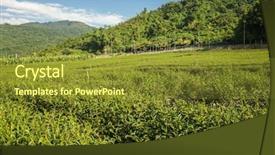 Presentation with green tea and milk - Beautiful theme featuring green tea farm at countryside backdrop and a  colored foreground