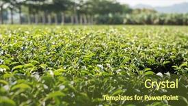  Presentation with green tea and milk - Theme having green tea farm at countryside background and a  colored foreground
