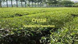 Presentation with green tea - Slide set featuring green tea farm at countryside background and a tawny brown colored foreground