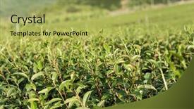  Presentation with green tea - Amazing slide set having green tea farm at countryside backdrop and a yellow colored foreground