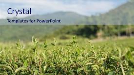  Presentation with green tea - Presentation design consisting of green tea farm at countryside background and a sky blue colored foreground