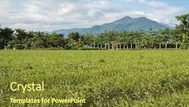  Presentation with green tea and milk - Beautiful PPT theme featuring green tea farm at countryside backdrop and a tawny brown colored foreground