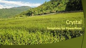  Presentation with green tea - Slide set with green tea farm at countryside background and a tawny brown colored foreground