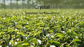  Presentation with green tea - Beautiful slide deck featuring green tea farm at countryside backdrop and a yellow colored foreground