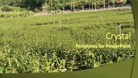  Presentation with green tea - PPT theme with green tea farm at countryside background and a tawny brown colored foreground