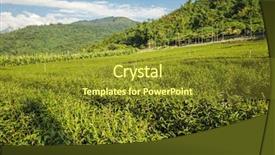  Presentation with green tea and milk - Colorful slide set enhanced with green tea farm at countryside backdrop and a tawny brown colored foreground