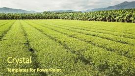  Presentation with green tea - Audience pleasing PPT theme consisting of green tea farm at countryside backdrop and a tawny brown colored foreground