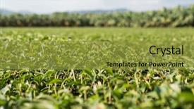  Presentation with vertical farm - Slide deck enhanced with green tea farm at countryside background and a gold colored foreground