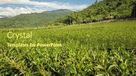  Presentation with green tea - Colorful slide deck enhanced with green-tea-farm-at-countryside backdrop and a tawny brown colored foreground