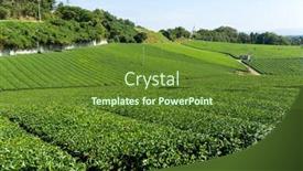  Presentation with green tea - Amazing PPT theme having green-tea-field backdrop and a tawny brown colored foreground