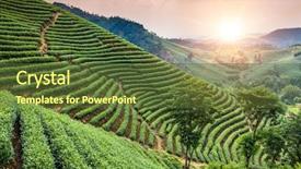  Presentation with green tea - Colorful presentation theme enhanced with green tea garden backdrop and a tawny brown colored foreground