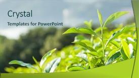  Presentation with green tea - Presentation design consisting of green tea garden background and a  colored foreground
