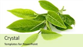  Presentation with green tea - PPT theme enhanced with green tea leaf isolated background and a yellow colored foreground