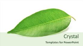  Presentation with green tea - Slide set consisting of green tea leaf isolated background and a mint green colored foreground