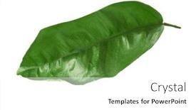  Presentation with green tea - Presentation theme with green-tea-leaf-isolated background and a white colored foreground