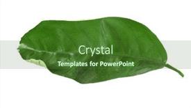  Presentation with green tea - Colorful PPT theme enhanced with green-tea-leaf-isolated backdrop and a forest green colored foreground