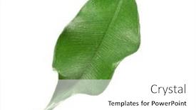  Presentation with green tea - Cool new presentation theme with green-tea-leaf-isolated backdrop and a white colored foreground