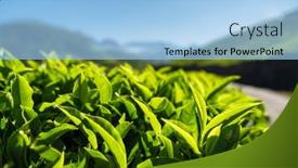  Presentation with munnar - Cool new PPT theme with green-tea-leaves-close-up backdrop and a light blue colored foreground