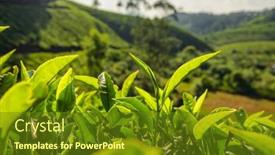  Presentation with tea leaves - Beautiful PPT theme featuring green-tea-leaves-close-up backdrop and a tawny brown colored foreground